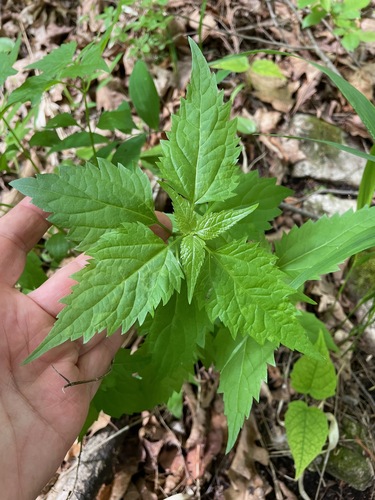 White snakeroot (Ageratina altissima)