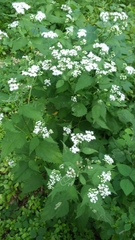 White snakeroot (Ageratina altissima)