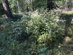 White snakeroot (Ageratina altissima)