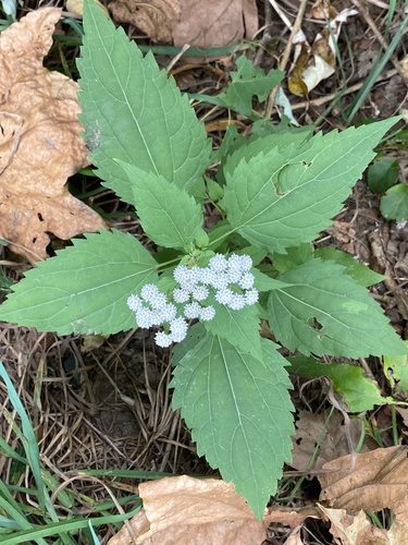 White snakeroot (Ageratina altissima)