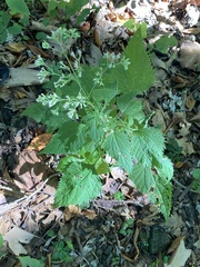 White snakeroot (Ageratina altissima)
