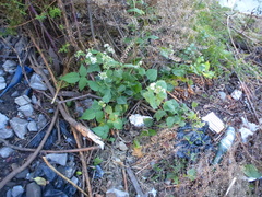 White snakeroot (Ageratina altissima)
