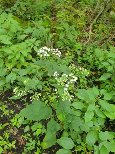 White snakeroot (Ageratina altissima)