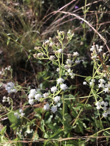 Lesser snakeroot (Ageratina aromatica)