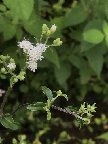 Lesser snakeroot (Ageratina aromatica)