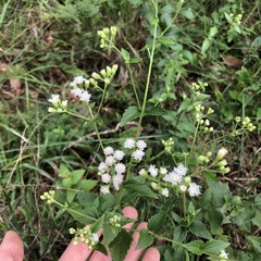 Lesser snakeroot (Ageratina aromatica)