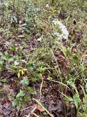 Lesser snakeroot (Ageratina aromatica)