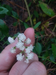 Lesser snakeroot (Ageratina aromatica)