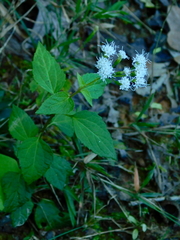 Lesser snakeroot (Ageratina aromatica)