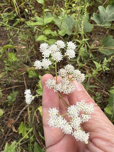 Lesser snakeroot (Ageratina aromatica)