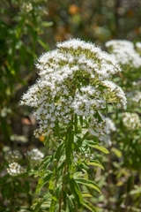Ageratina brevipes (Ageratina brevipes)