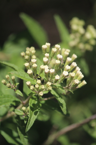 Ageratina brevipes (Ageratina brevipes)