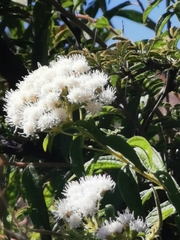 Ageratina brevipes (Ageratina brevipes)