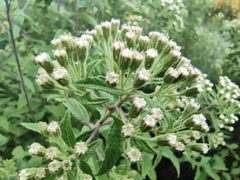 Ageratina brevipes (Ageratina brevipes)