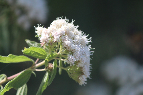 Ageratina brevipes (Ageratina brevipes)