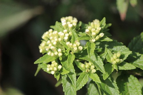 Ageratina brevipes (Ageratina brevipes)