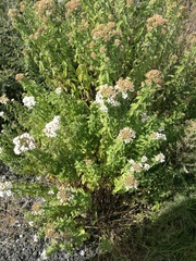 Ageratina brevipes (Ageratina brevipes)