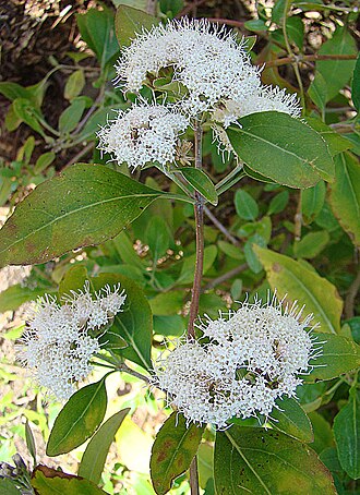 Ageratina fastigiata: A tropical shrub, native from Columbia to northern Peru, here at the UC Botanical Gardens, Berkeley. In context at www.dixpix.ca/sth_cordillera/flora/aster_clus