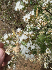 Ageratina glabrata (Ageratina glabrata)