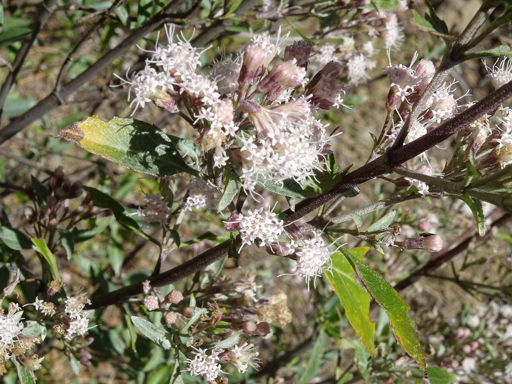 Ageratina glabrata (Ageratina glabrata)
