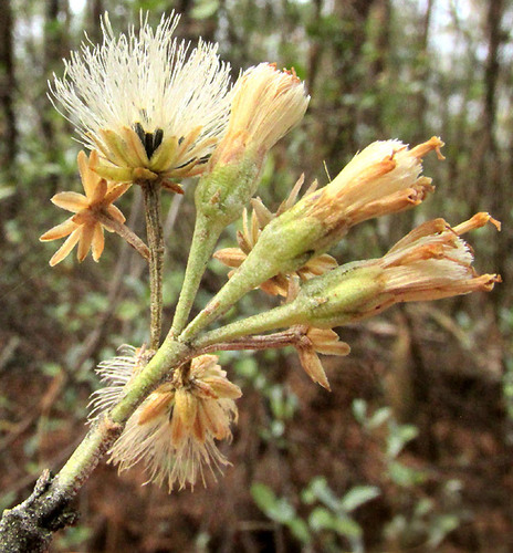 Ageratina glabrata (Ageratina glabrata)