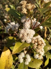 Ageratina glabrata (Ageratina glabrata)