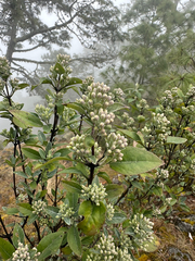 Ageratina glabrata (Ageratina glabrata)