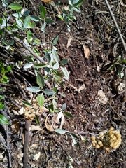 Ageratina glabrata (Ageratina glabrata)