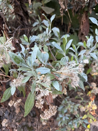Ageratina glabrata (Ageratina glabrata)