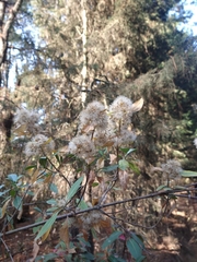 Ageratina glabrata (Ageratina glabrata)