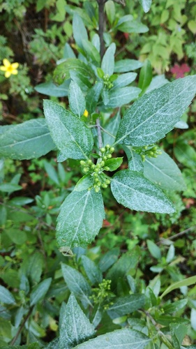 Ageratina glabrata (Ageratina glabrata)