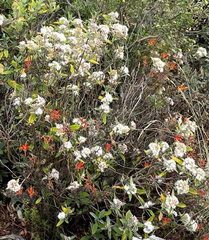 Ageratina glabrata (Ageratina glabrata)