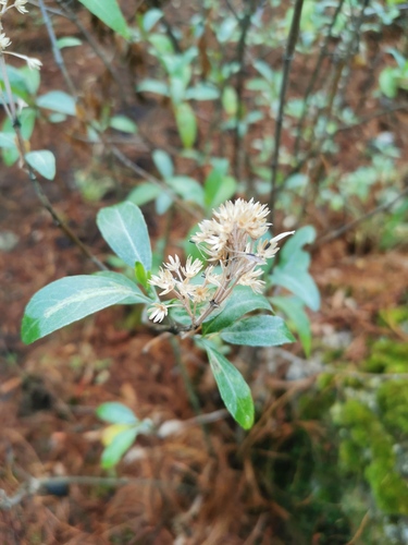 Ageratina glabrata (Ageratina glabrata)