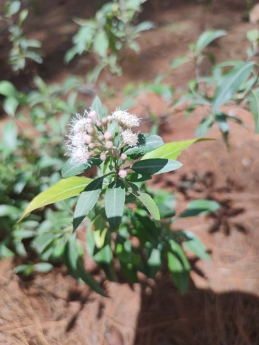 Ageratina glabrata (Ageratina glabrata)