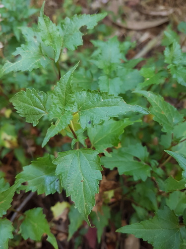 Ageratina glechonophylla (Ageratina glechonophylla)