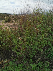 Ageratina glechonophylla (Ageratina glechonophylla)