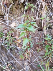 Ageratina glechonophylla (Ageratina glechonophylla)