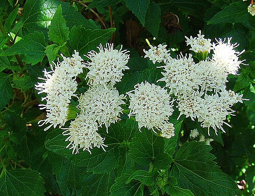 Ageratina glechonophylla: One of several species known as Barba Viejo, this is a central Chilean shrub but here at the Botanical Gardens of UC Berkeley. In context at www.dixpix.ca/sth_c