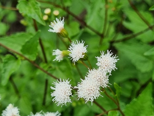 Ageratina glechonophylla (Ageratina glechonophylla)