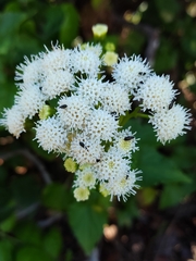 Ageratina glechonophylla (Ageratina glechonophylla)
