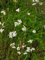 Ageratina glechonophylla (Ageratina glechonophylla)