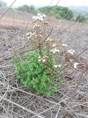 Ageratina glechonophylla (Ageratina glechonophylla)