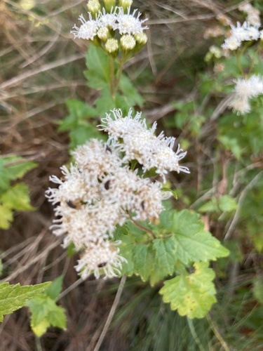 Ageratina glechonophylla (Ageratina glechonophylla)