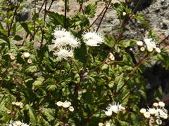 Ageratina glechonophylla (Ageratina glechonophylla)