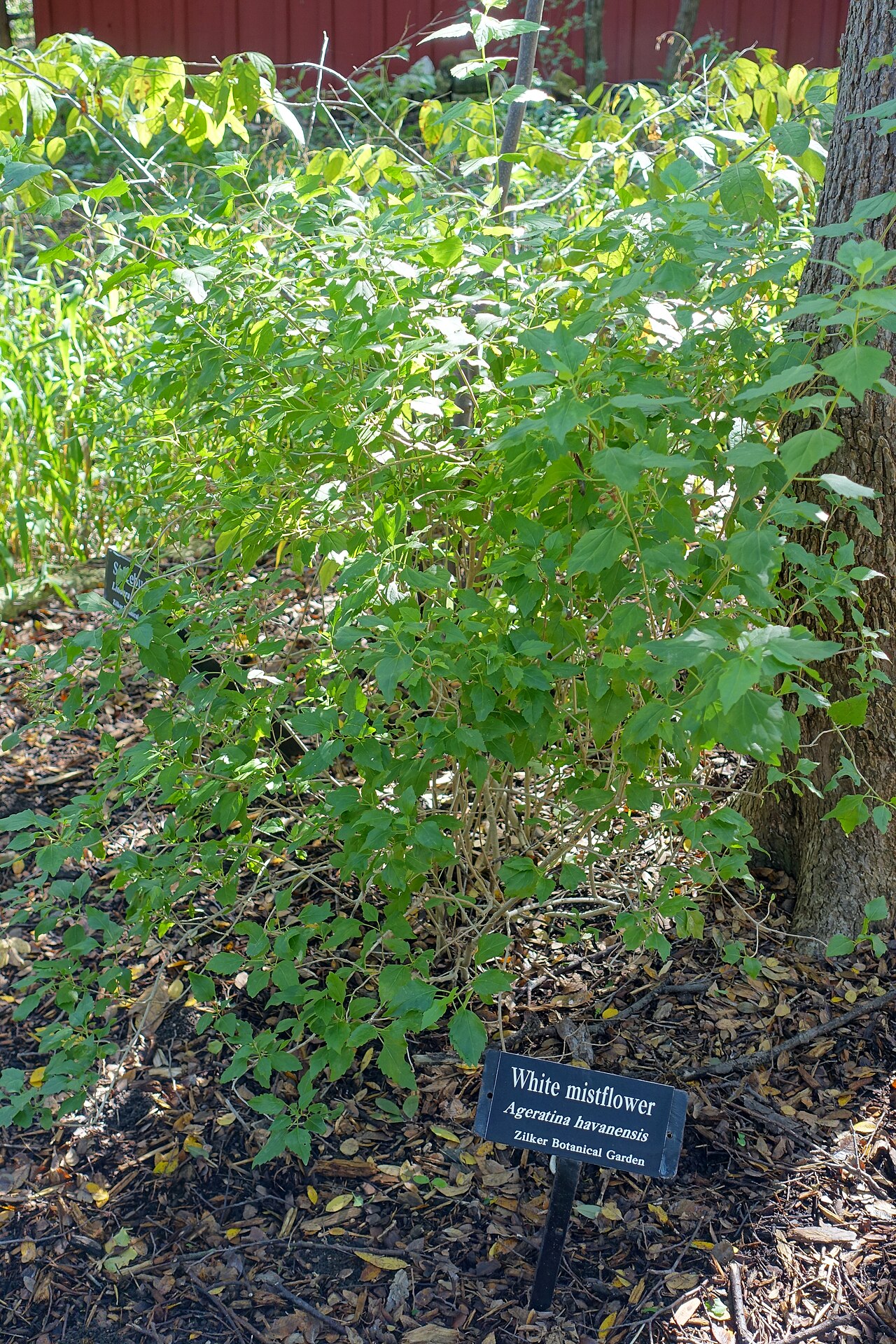 Havana snakeroot: Botanical specimen in the Zilker Botanical Garden - Austin, Texas, USA.