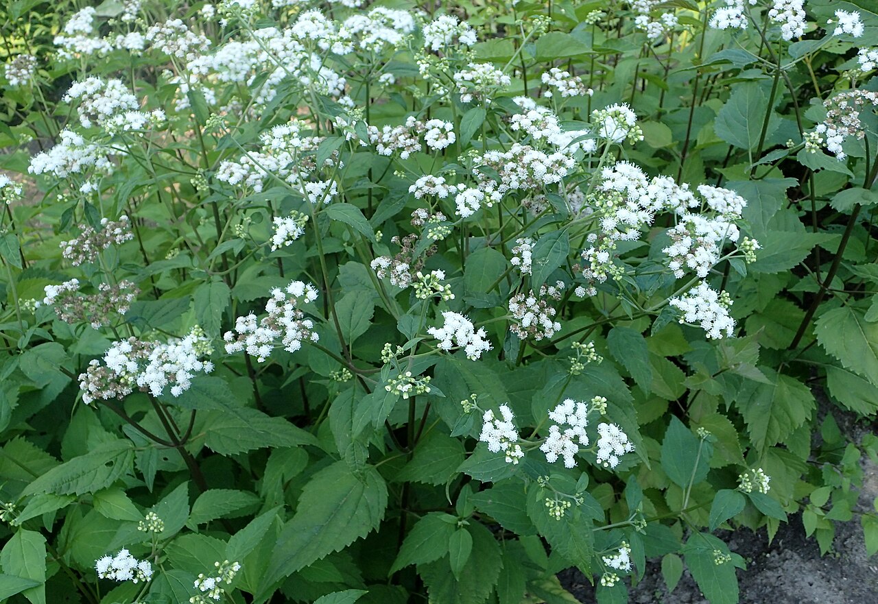 Havana snakeroot: Ageratina havanensis (als Eupatorium ageratoides) in Warsaw University Botanical Garden