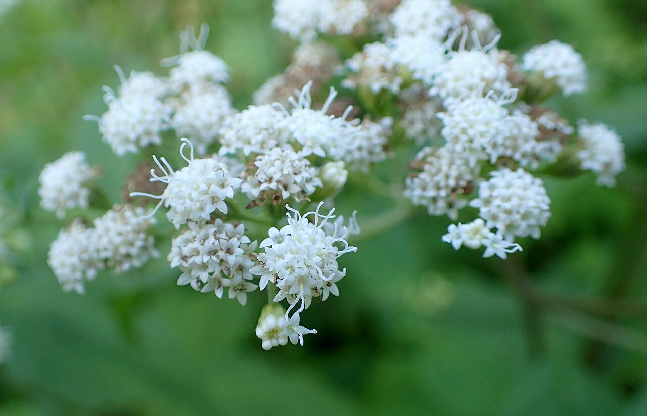 Havana snakeroot: Ageratina havanensis (als Eupatorium ageratoides) in Warsaw University Botanical Garden
