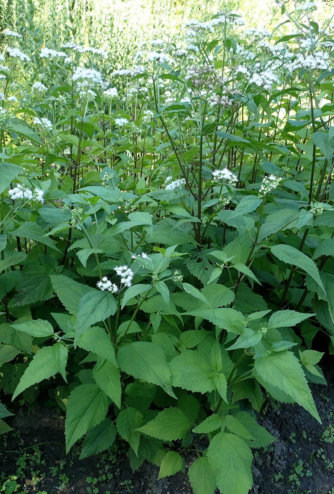 Havana snakeroot: Ageratina havanensis (als Eupatorium ageratoides) in Warsaw University Botanical Garden