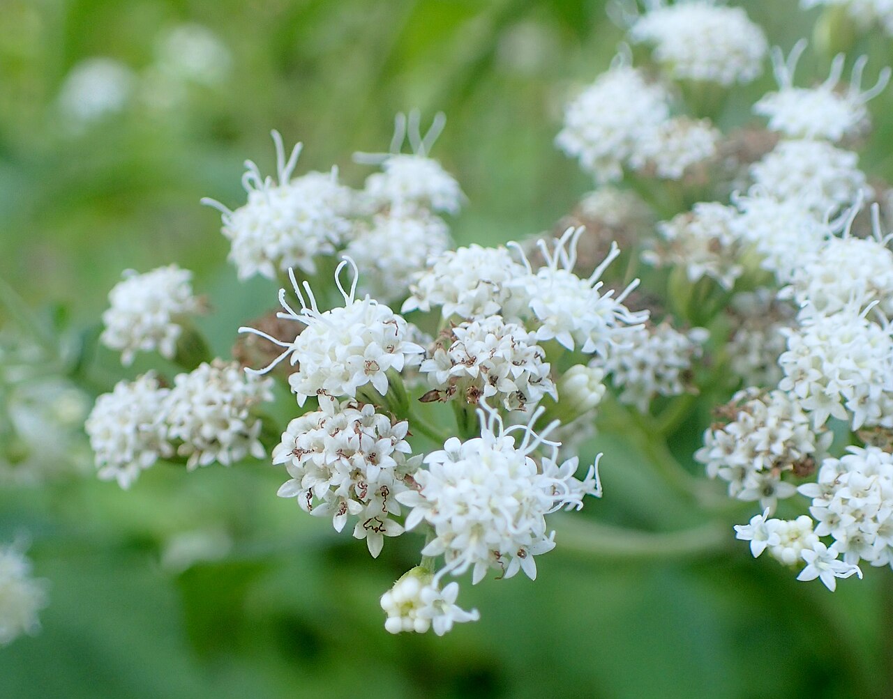 Havana snakeroot: Ageratina havanensis (als Eupatorium ageratoides) in Warsaw University Botanical Garden