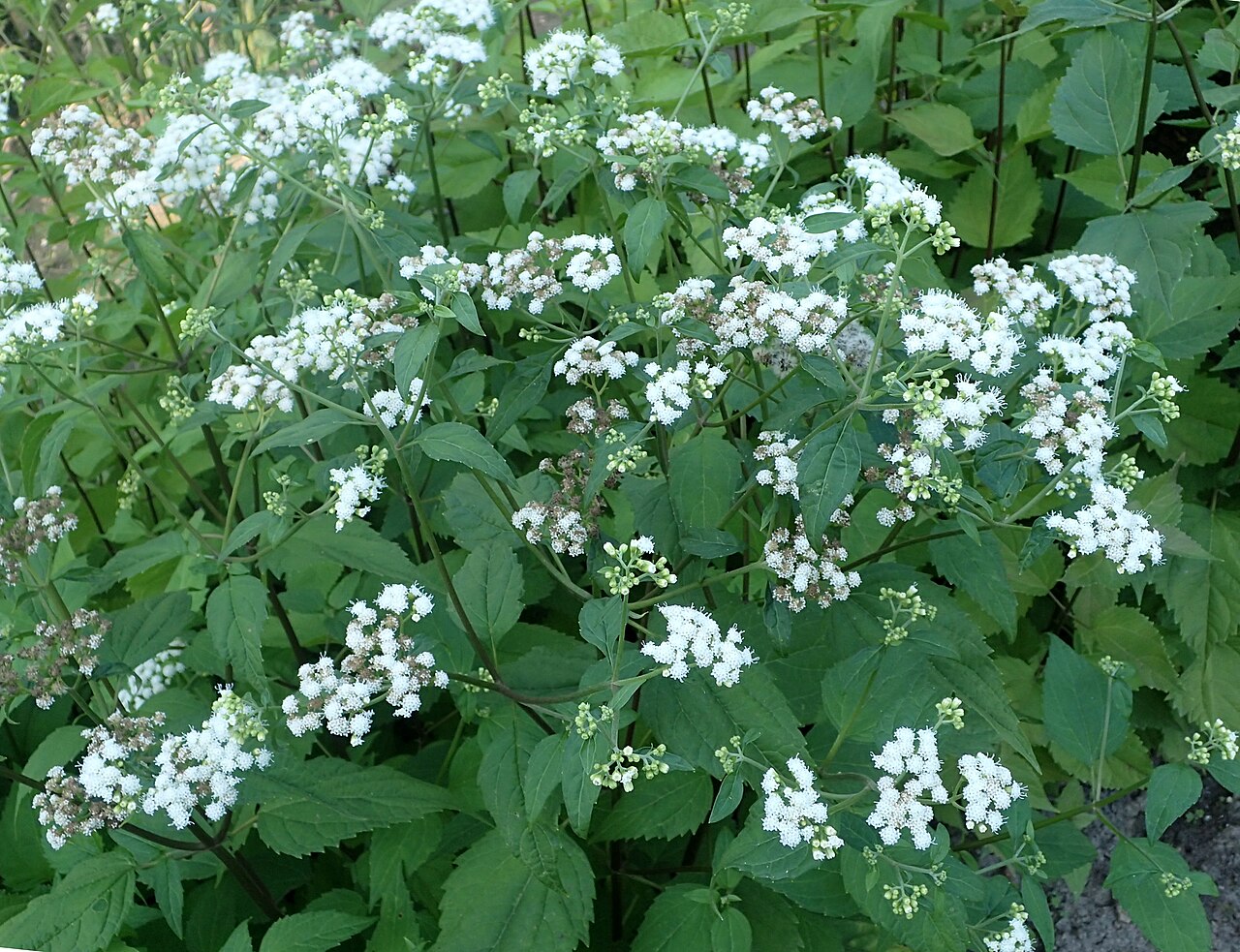 Havana snakeroot: Ageratina havanensis (als Eupatorium ageratoides) in Warsaw University Botanical Garden